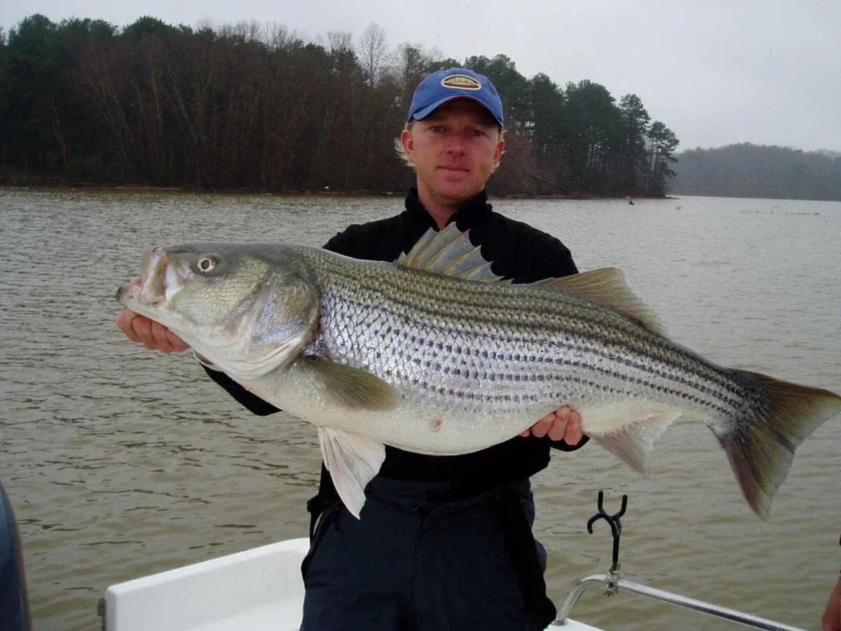 Fall topwater striper fishing on Lake Lanier