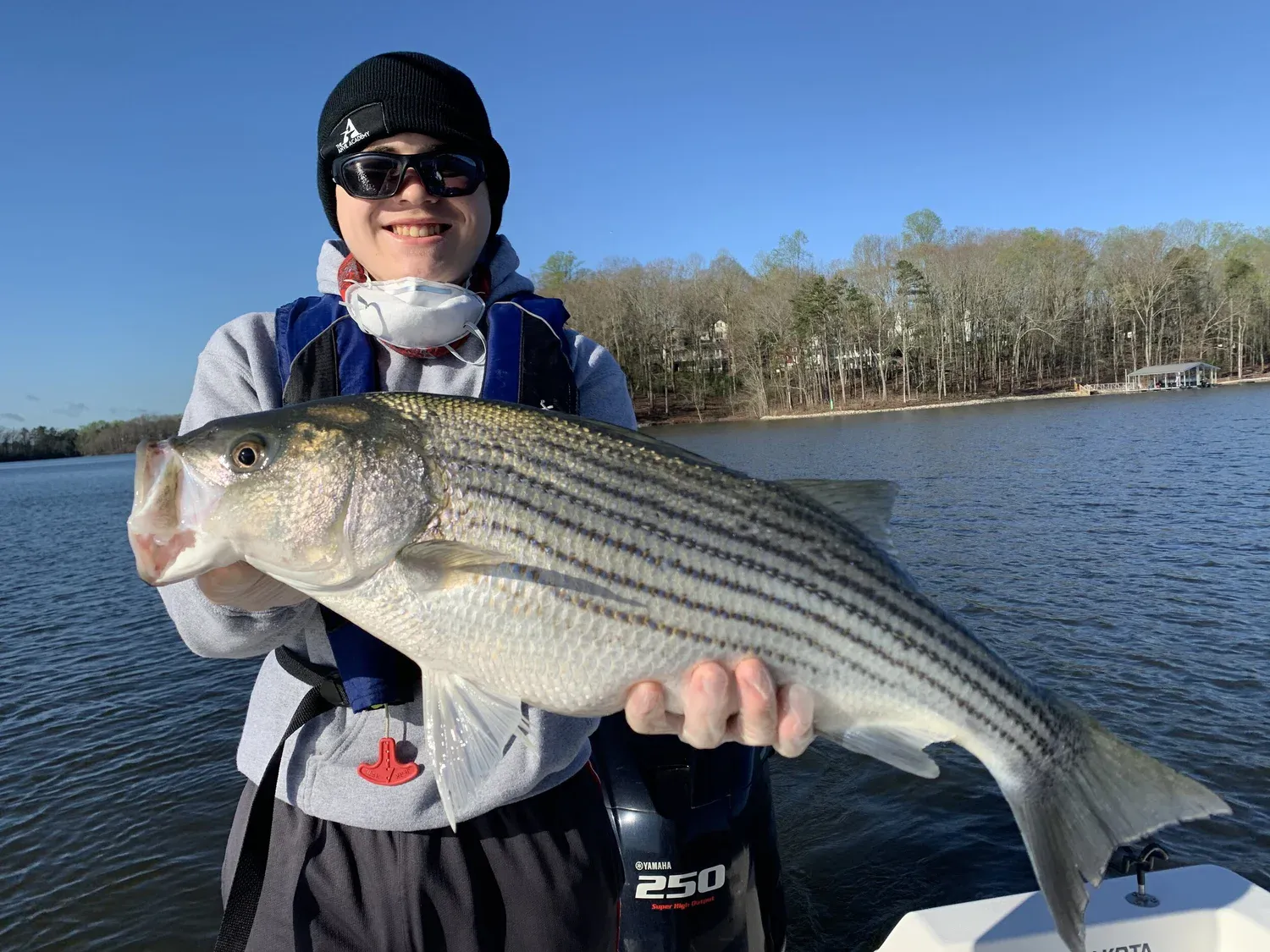 Striped bass caught on Lake Lanier during a guided fishing trip