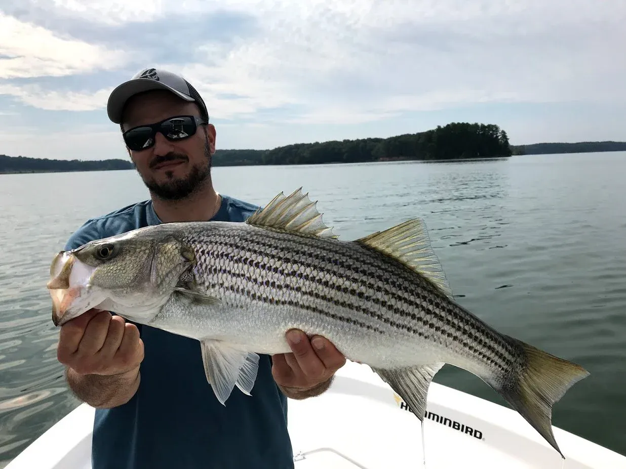 Spring striper fishing on Lake Lanier with topwater bite action